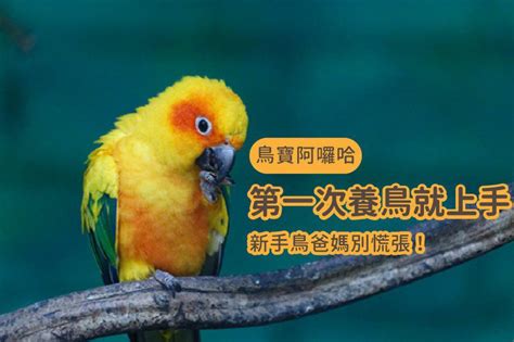 養什麼鳥好|第一次養鳥就上手！各種鸚鵡特點怎麼選？獸醫師：新。